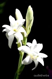 augmented_Polianthes tuberosa flower3_contrast_inc.jpeg